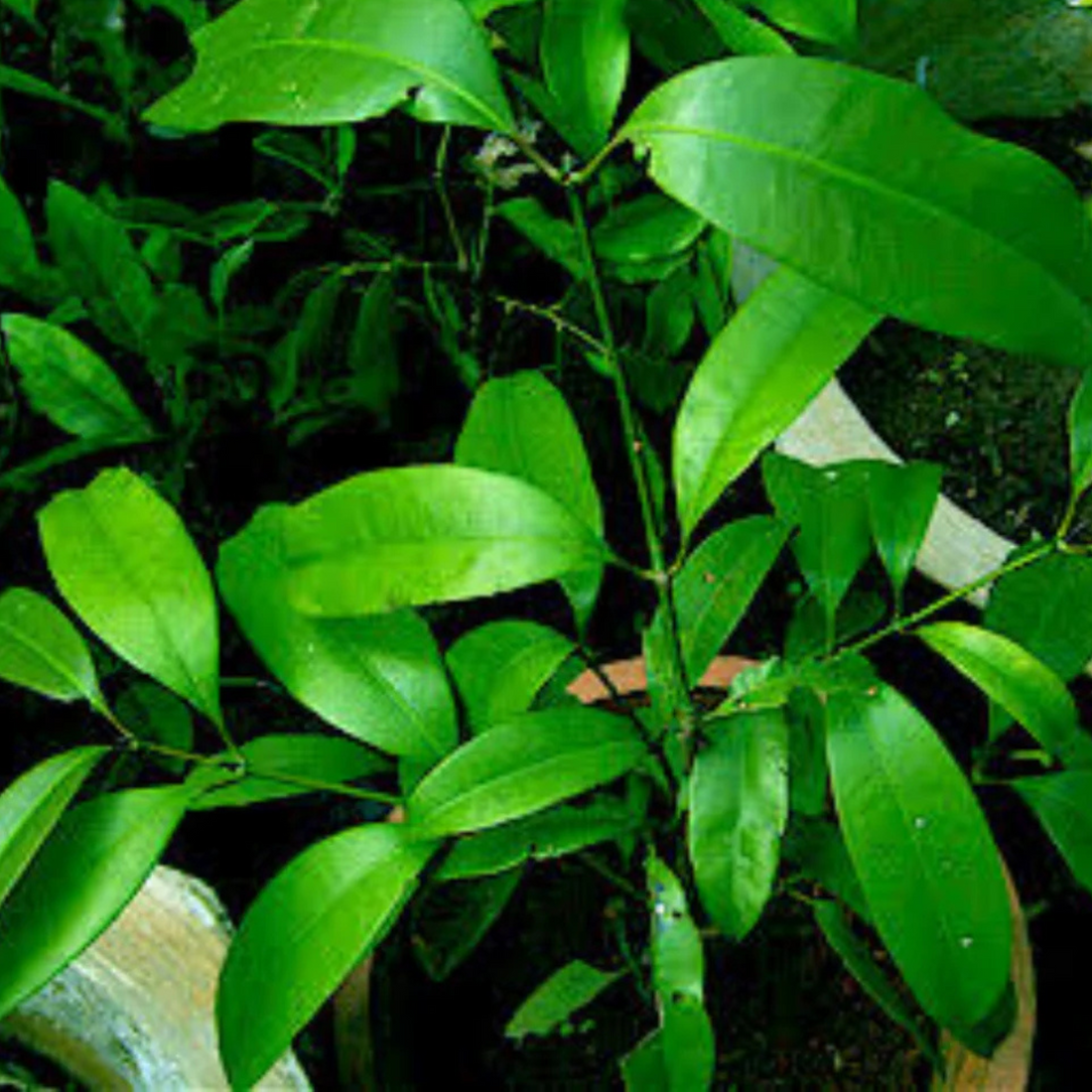 Chathuramulla (Myxopyrum smilacifolium) Medicinal Live Plant