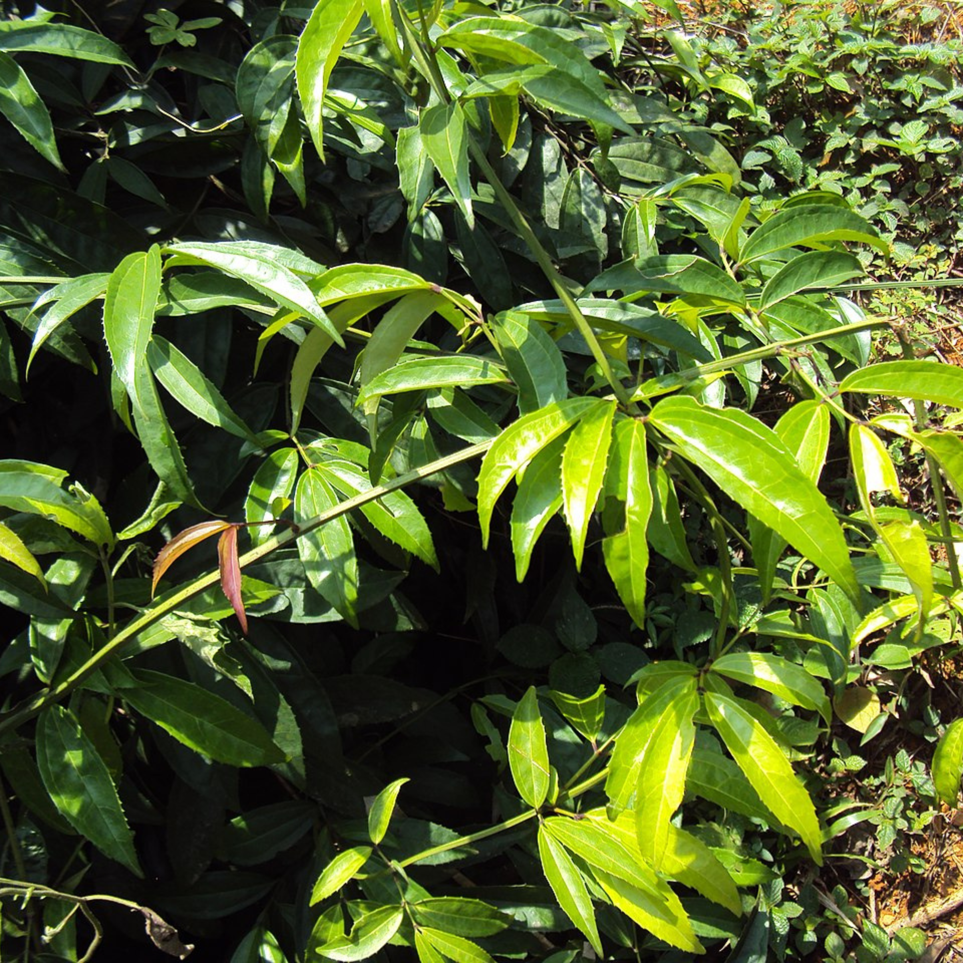 Chathuramulla (Myxopyrum smilacifolium) Medicinal Live Plant