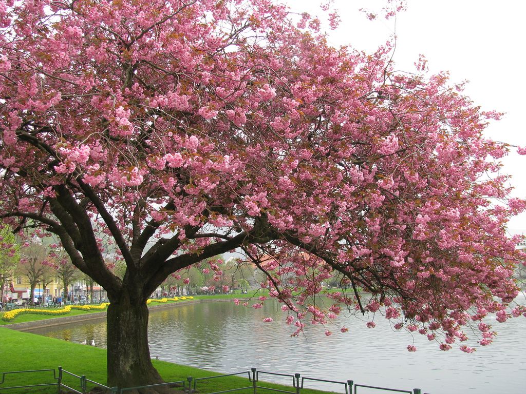 Cherry Blossom (Prunus serrulata) Rare Live Plant