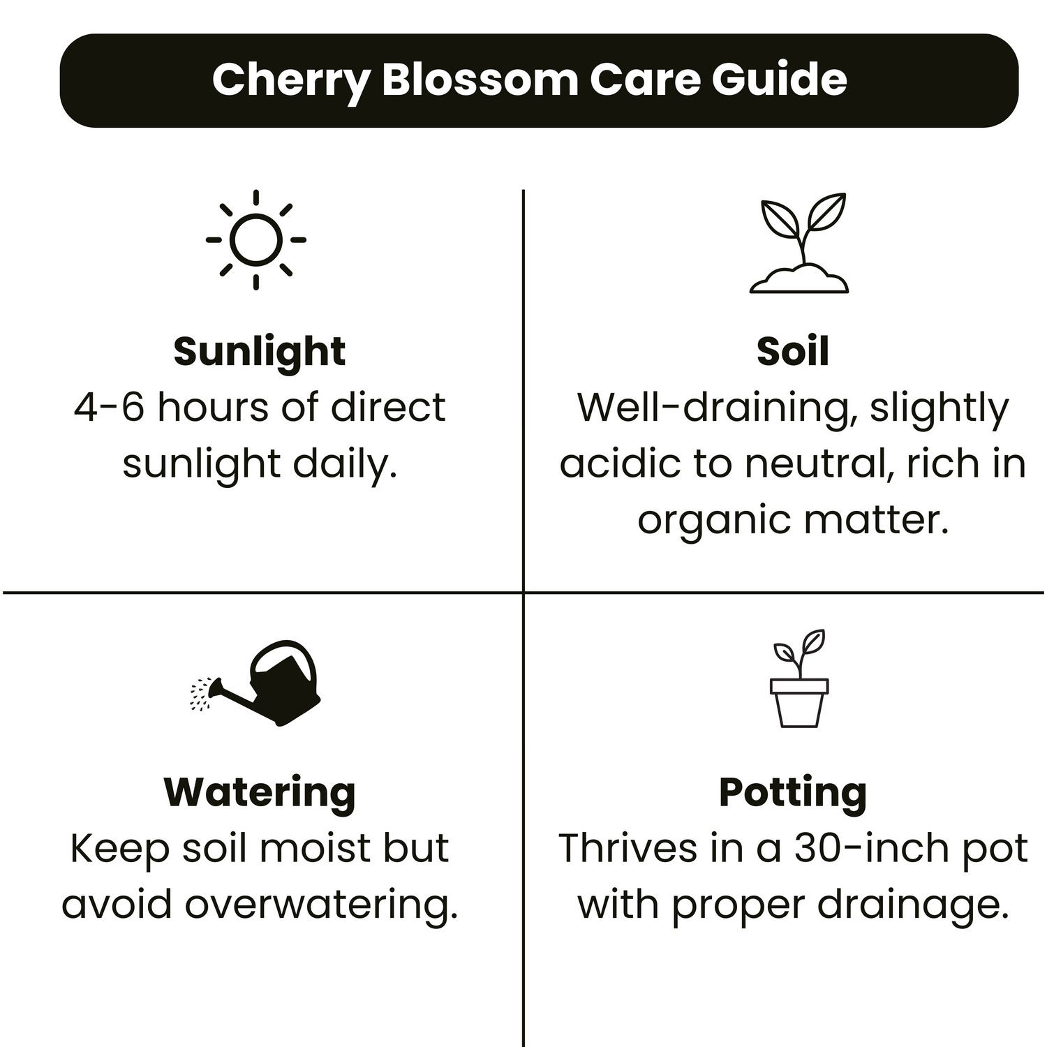 Cherry Blossom (Prunus serrulata) Rare Live Plant