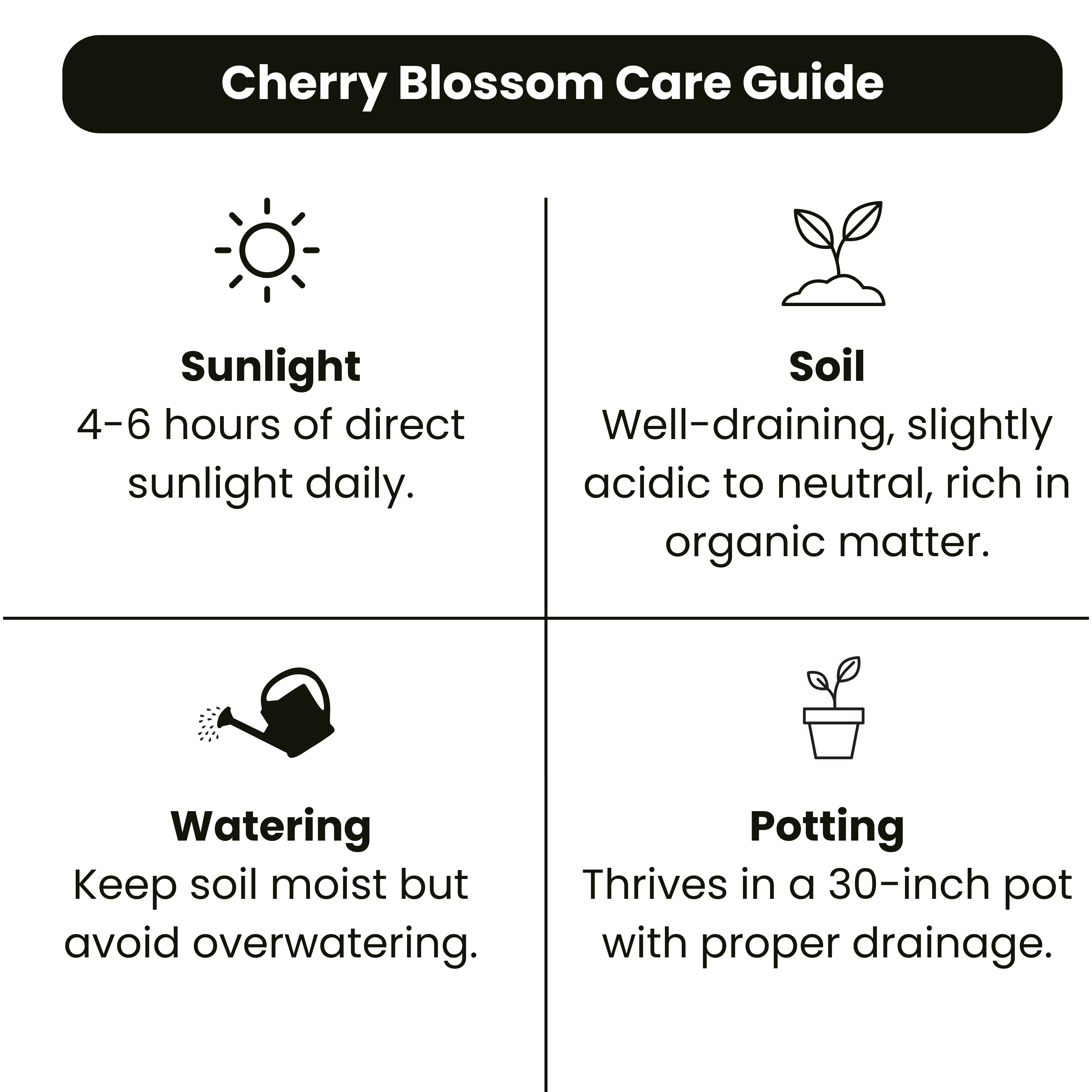 Cherry Blossom (Prunus serrulata) Rare Live Plant