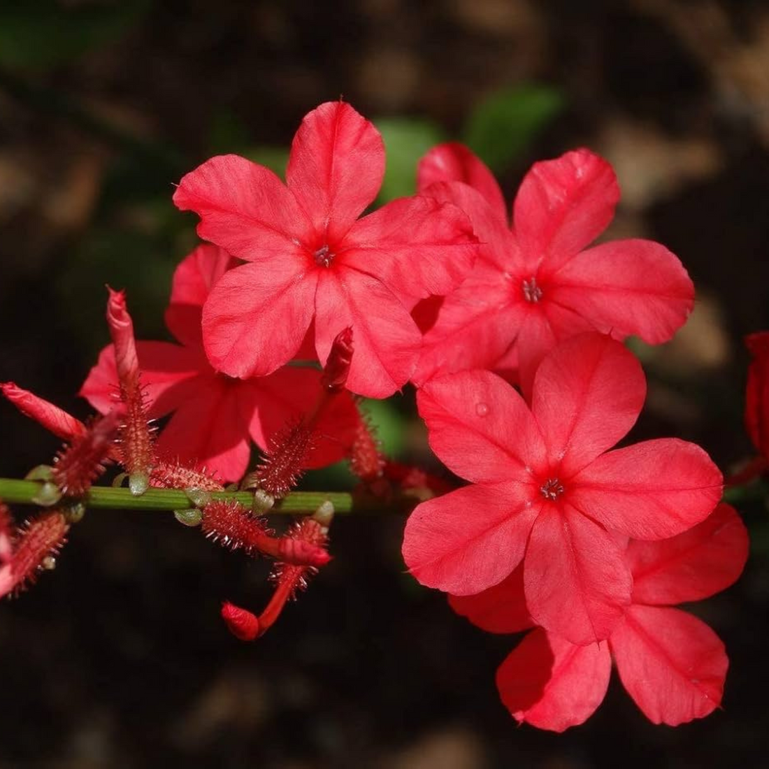 Chethi Koduveli (Plumbago Red) Chitrak Medicinal / Flowering Live Plant