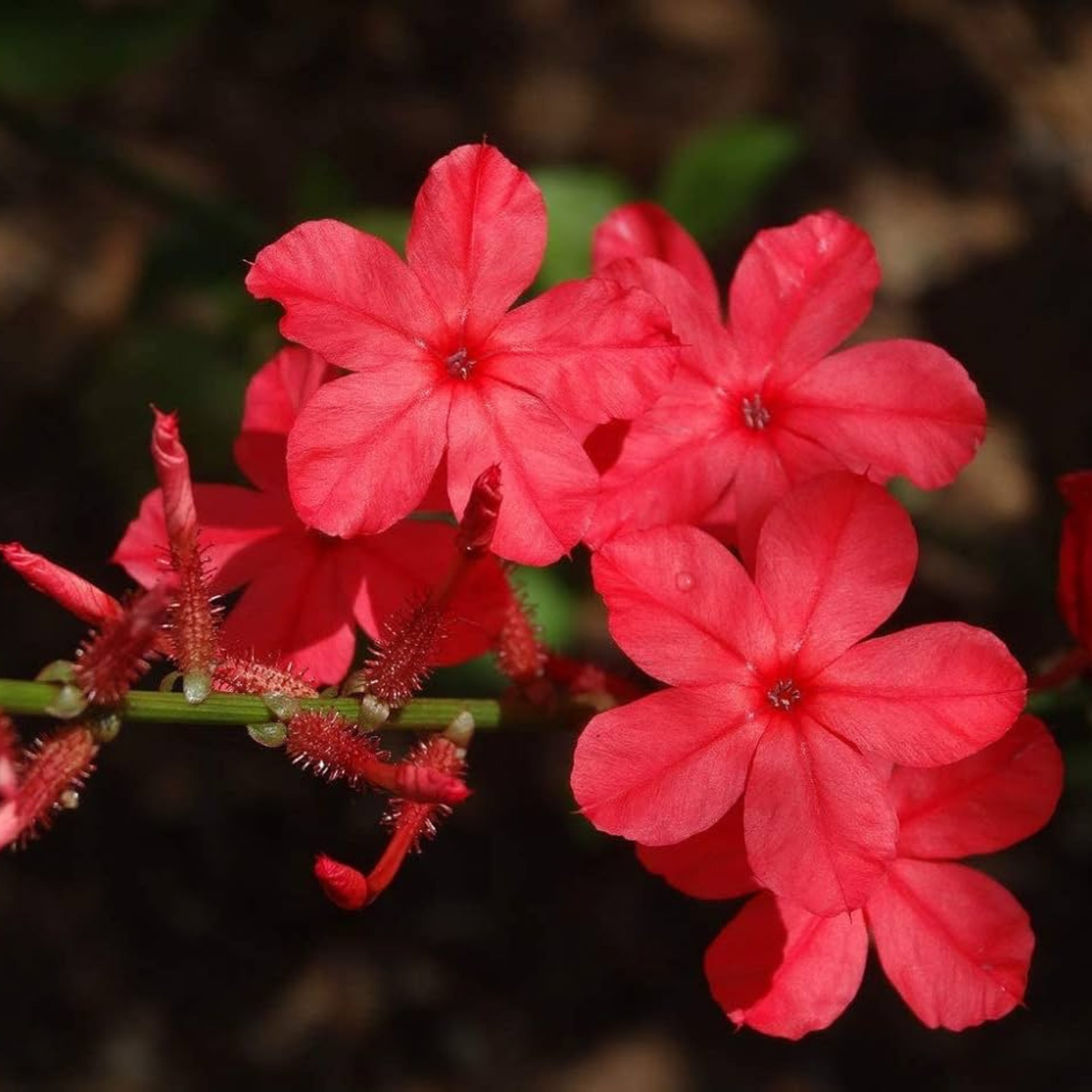 Chethi Koduveli (Plumbago Red) Chitrak Medicinal / Flowering Live Plant