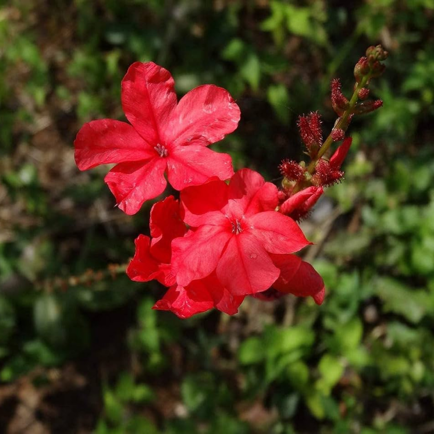 Chethi Koduveli (Plumbago Red) Chitrak Medicinal / Flowering Live Plant