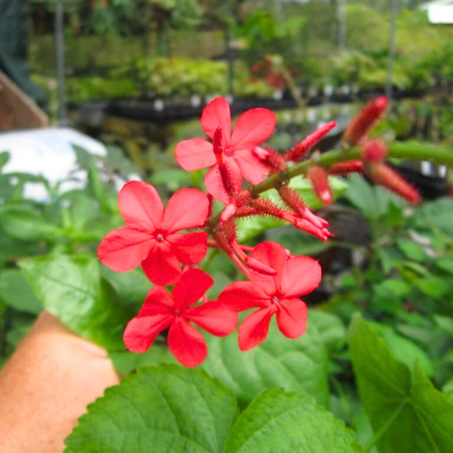 Chethi Koduveli (Plumbago Red) Chitrak Medicinal / Flowering Live Plant