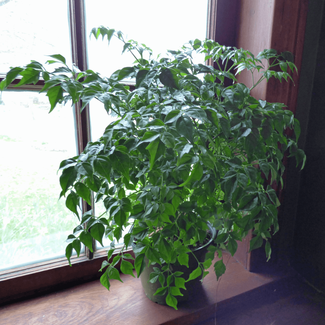 China Doll (Radermachera sinica) Indoor / Outdoor Live Plant