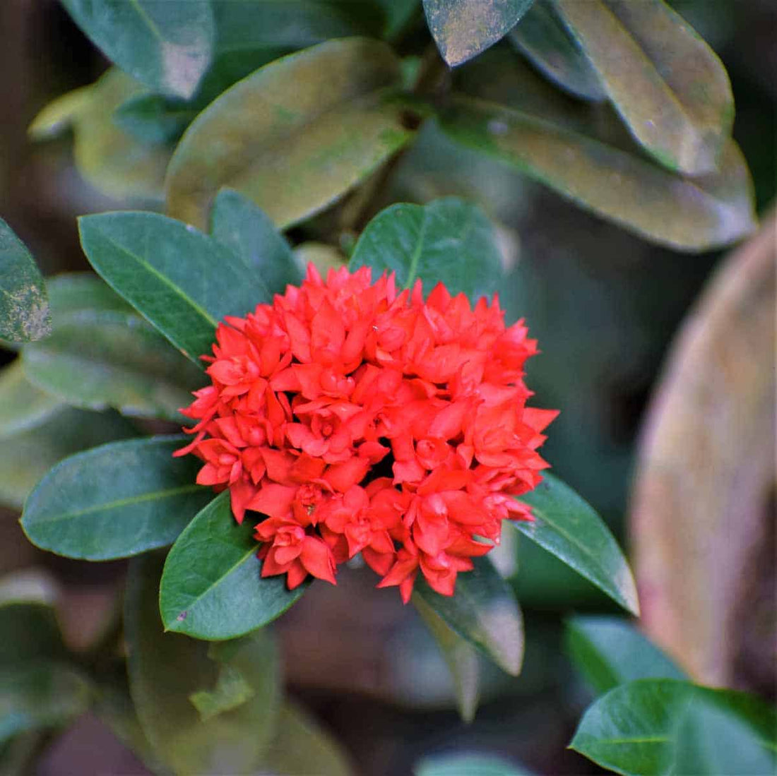 Ixora Double Petal Rare All Time Flowering Live Plant