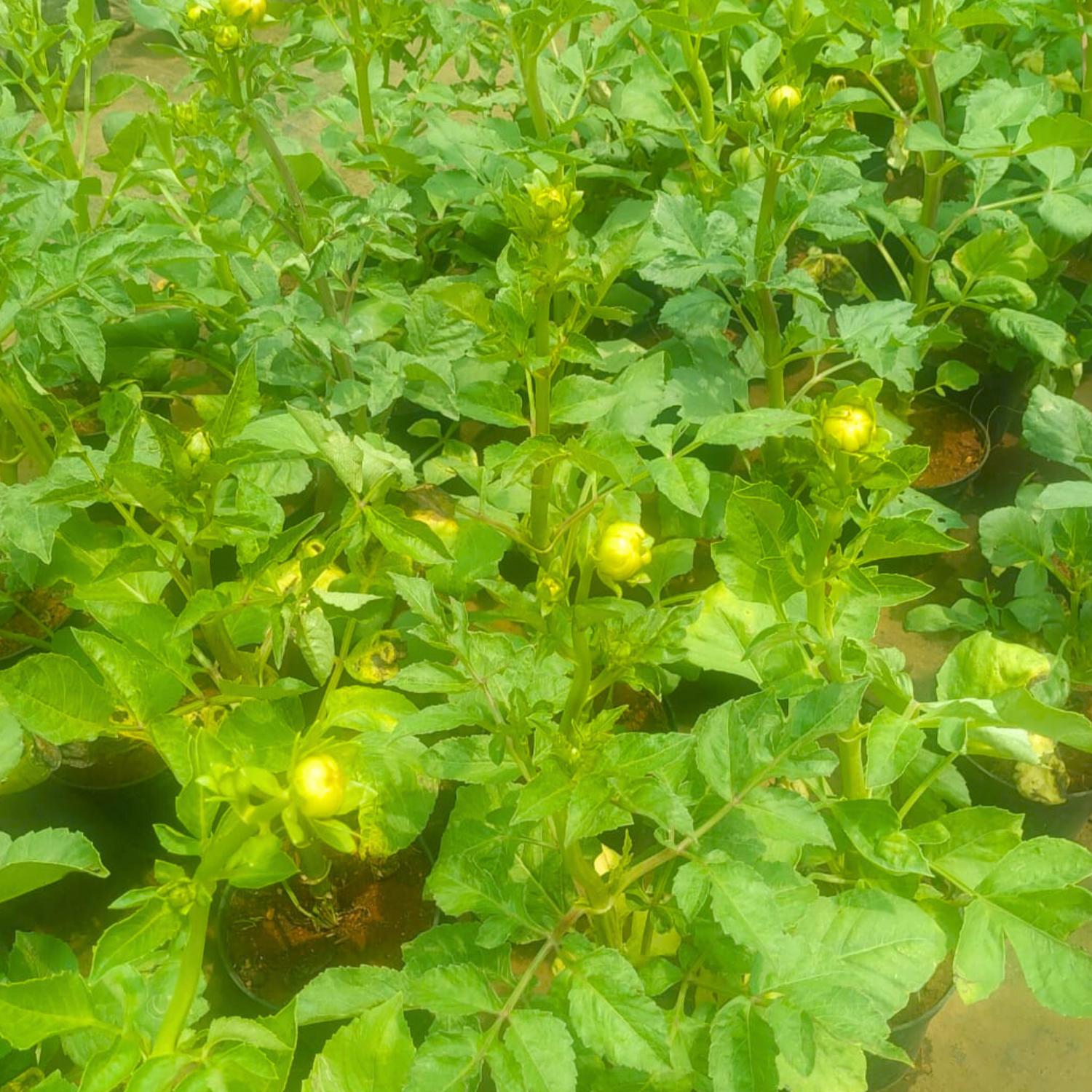 Chinese Curry Leaves Live Plant