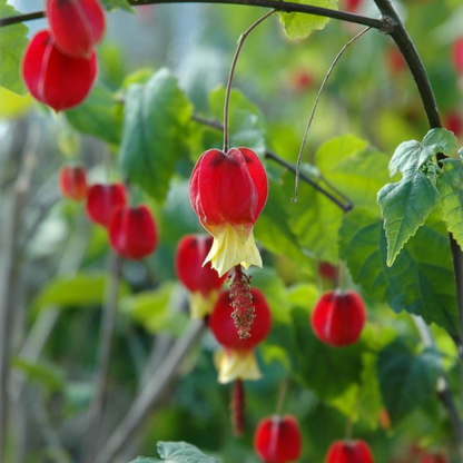 Chinese Lantern (Abutilon megapotamicum) Rare Flowering Live Plant