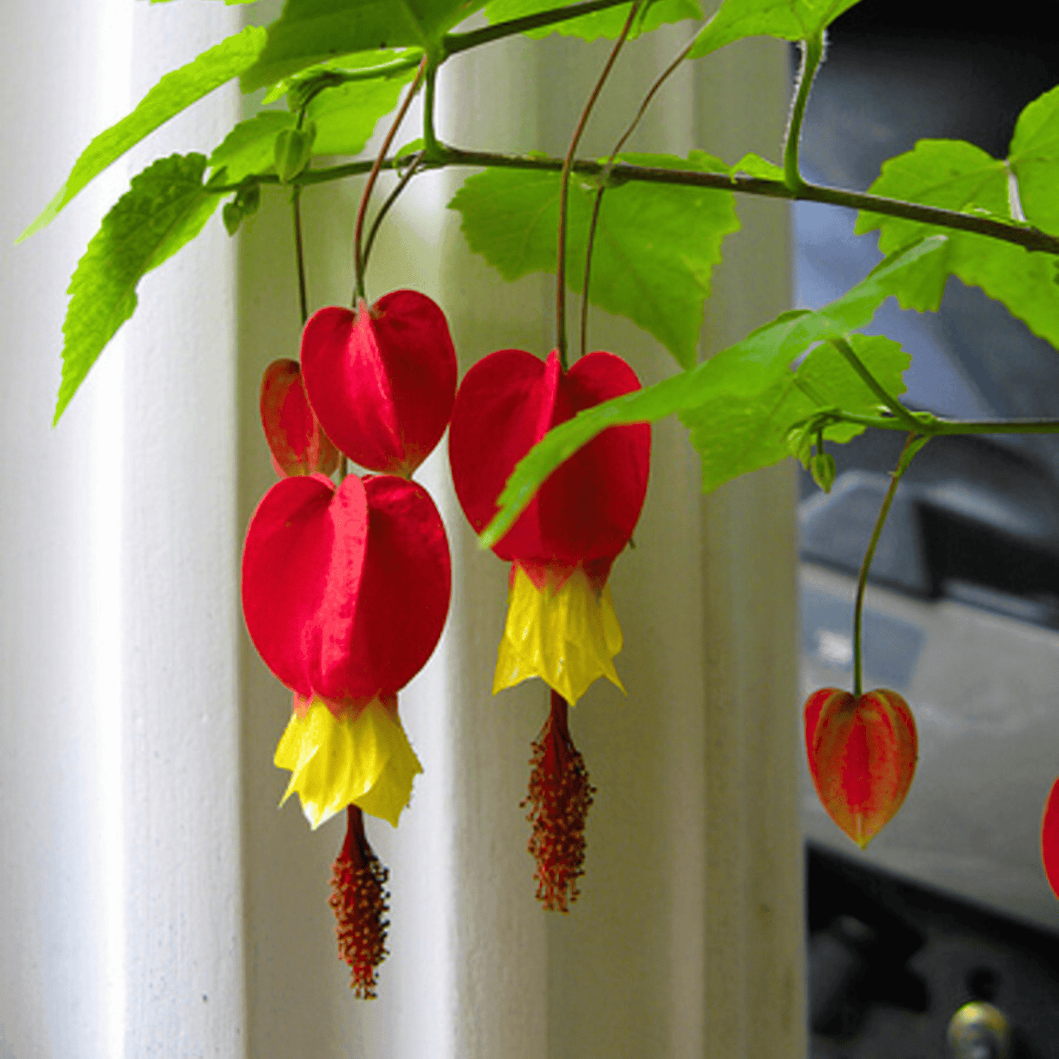 Chinese Lantern (Abutilon megapotamicum) Rare Flowering Live Plant