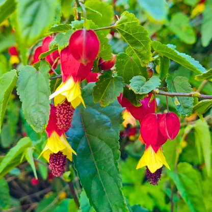 Chinese Lantern (Abutilon megapotamicum) Rare Flowering Live Plant