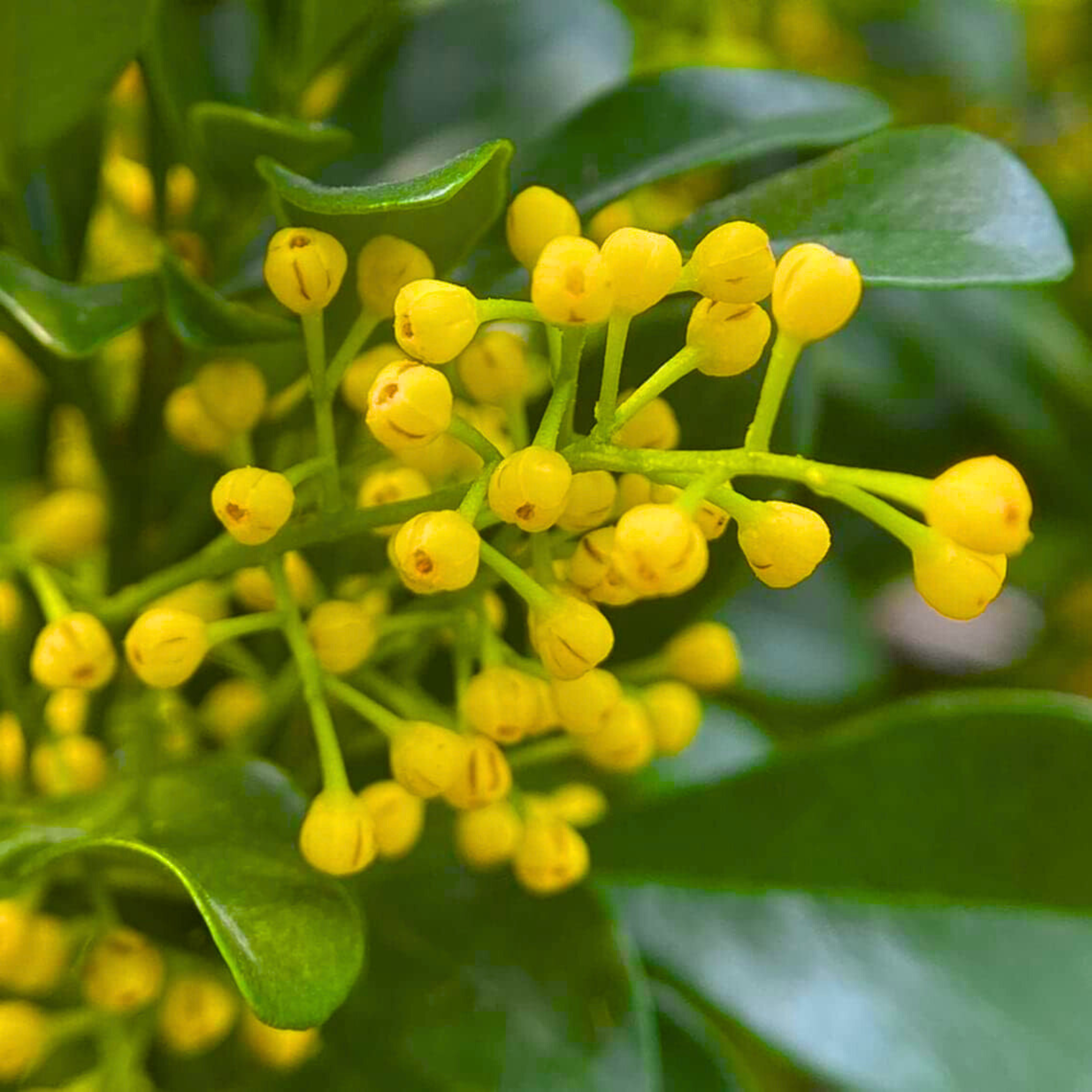 Chinese Perfume (Aglaia odorata) Flowering Live Plant