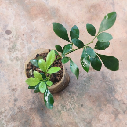 Chinese Perfume (Aglaia odorata) Flowering Live Plant