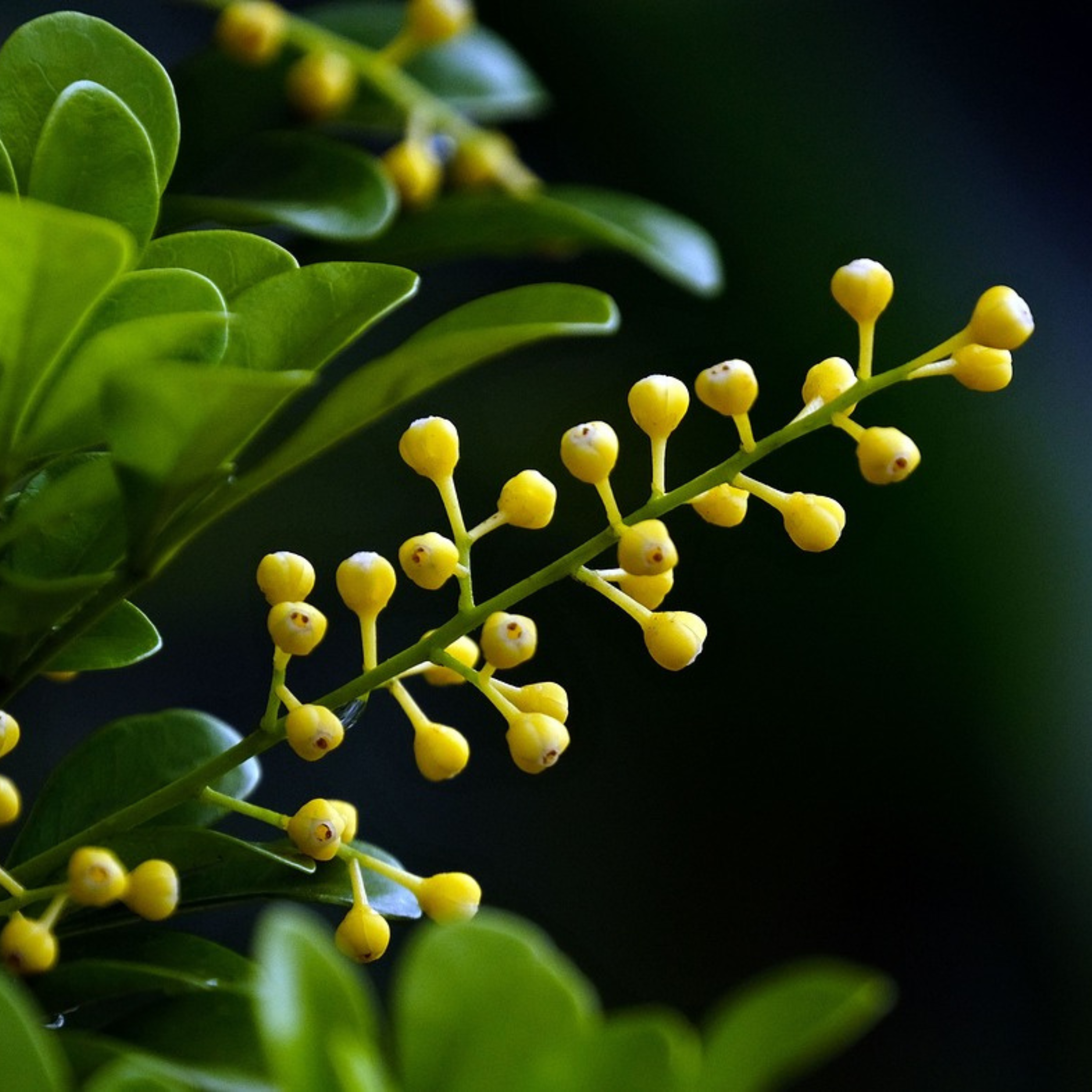 Chinese Perfume (Aglaia odorata) Flowering Live Plant