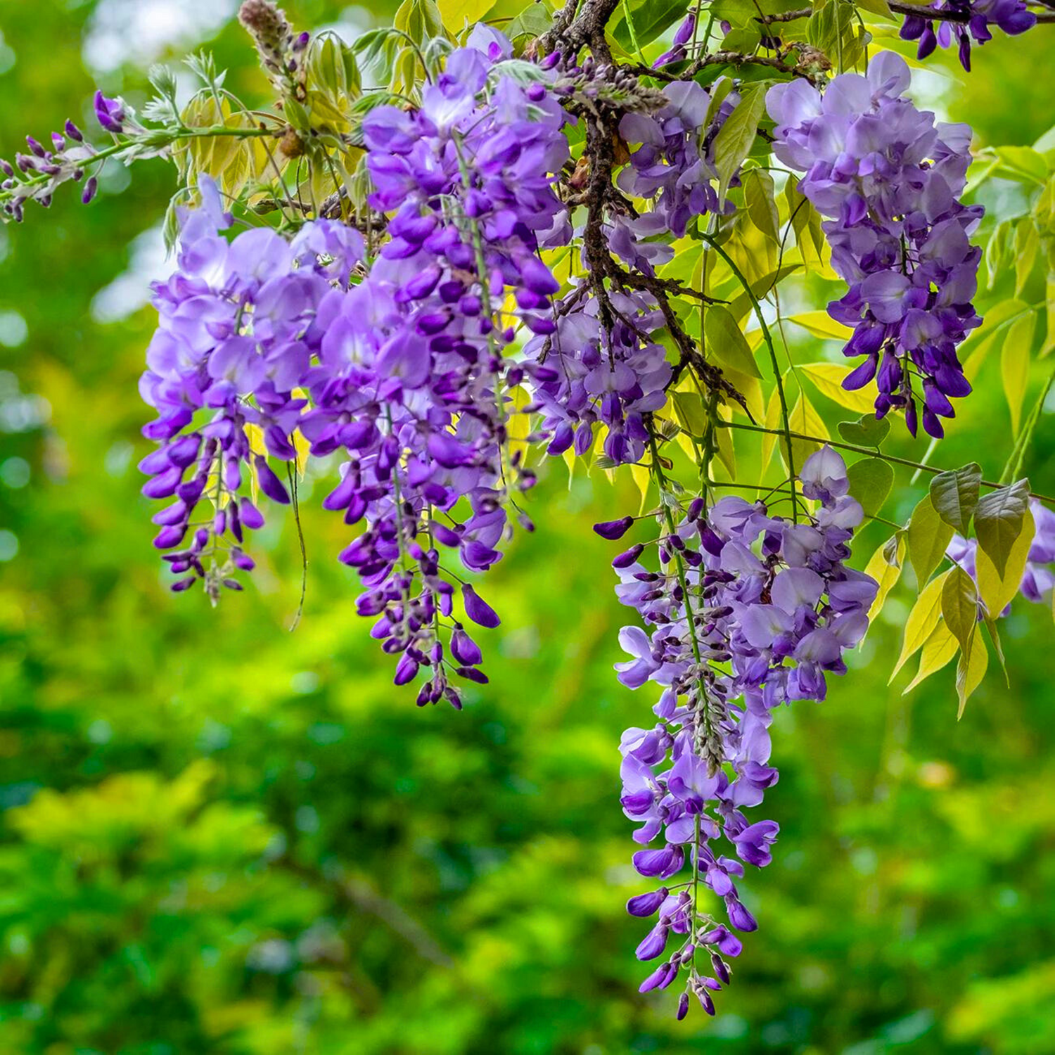 Chinese Wisteria Purple Rare Fragrant Flowering Live Plant