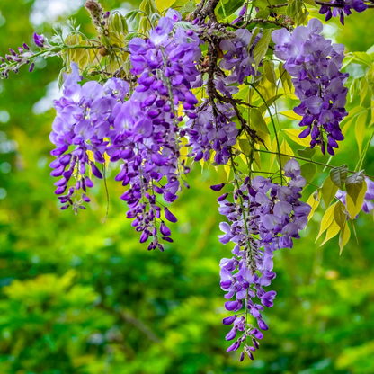 Chinese Wisteria Purple Rare Fragrant Flowering Live Plant