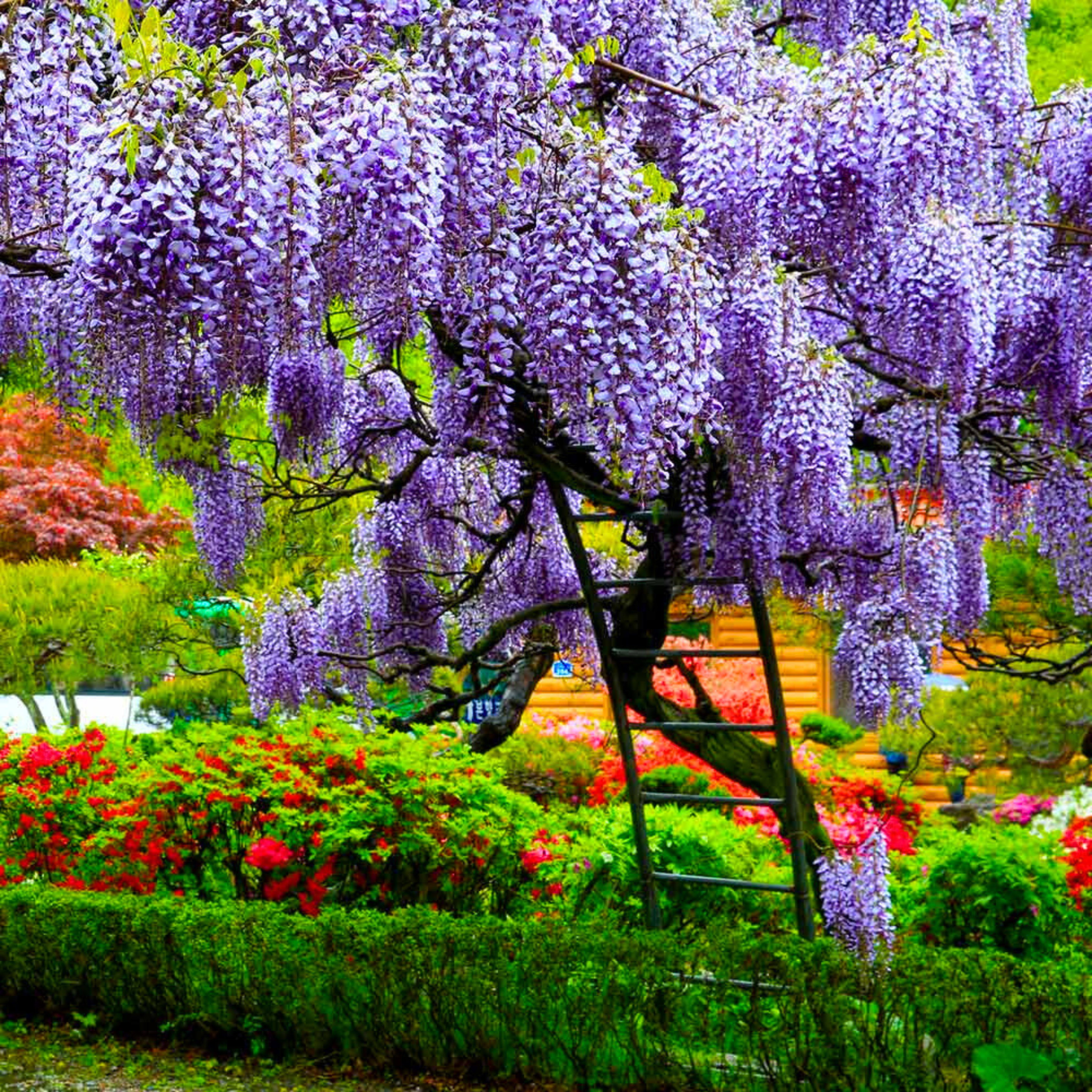 Chinese Wisteria Purple Rare Fragrant Flowering Live Plant