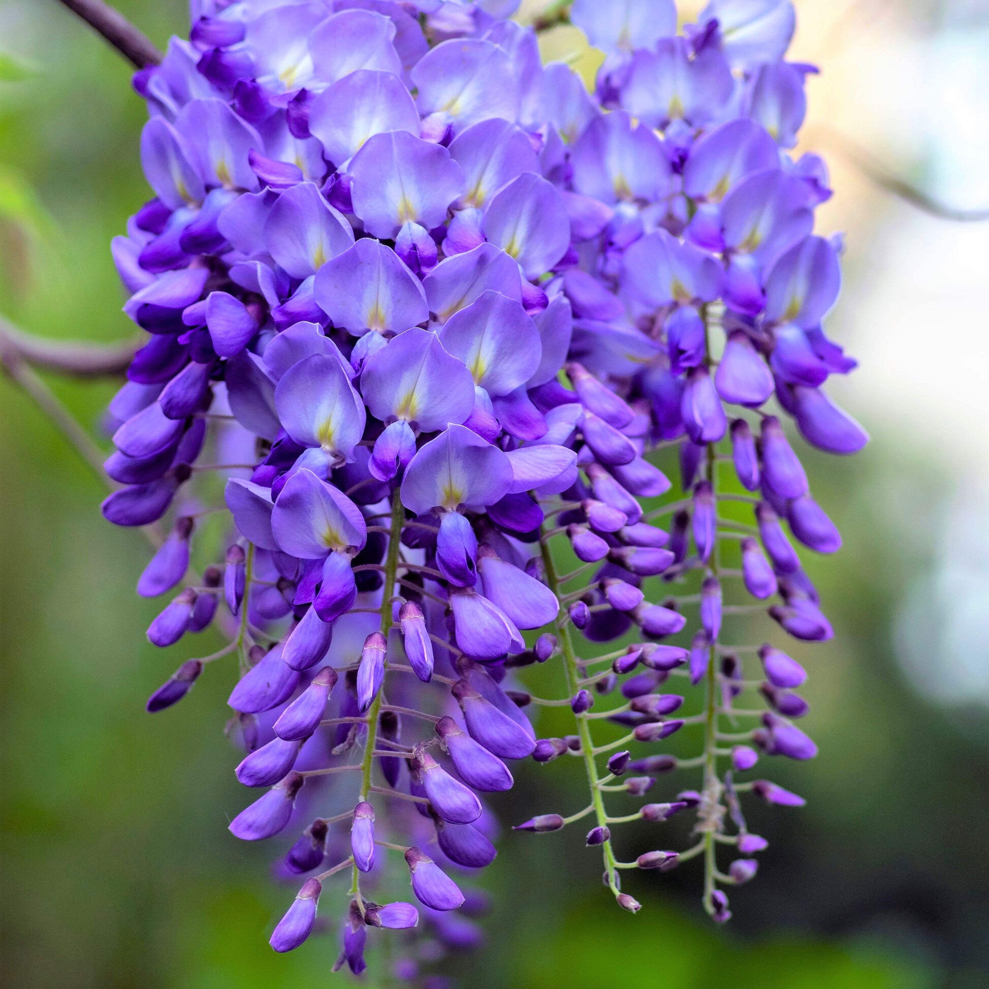 Chinese Wisteria Purple Rare Fragrant Flowering Live Plant