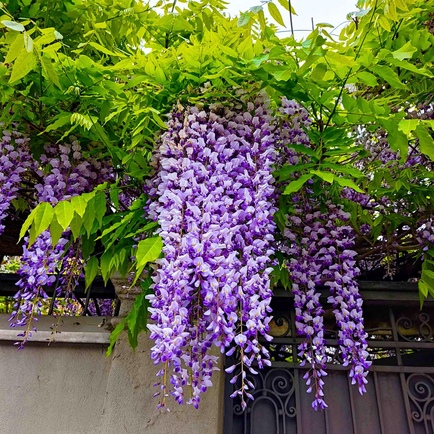 Chinese Wisteria Purple Rare Fragrant Flowering Live Plant