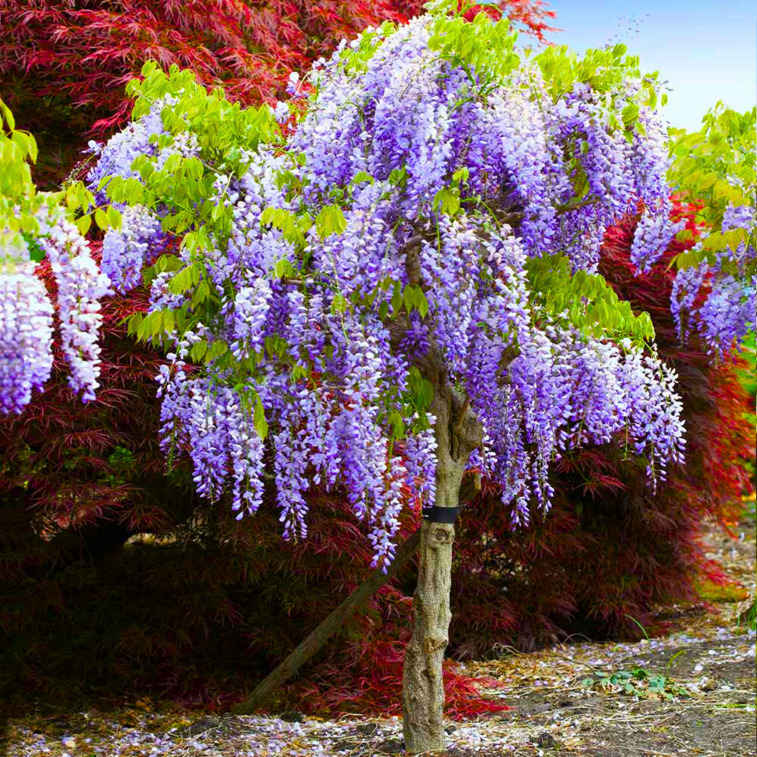 Chinese Wisteria Purple Rare Fragrant Flowering Live Plant