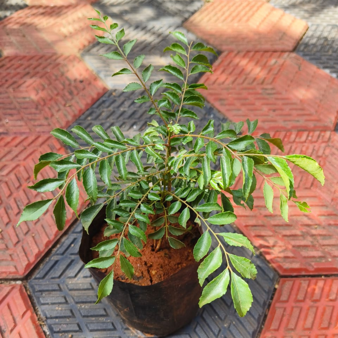 Chinese Curry Leaves Live Plant