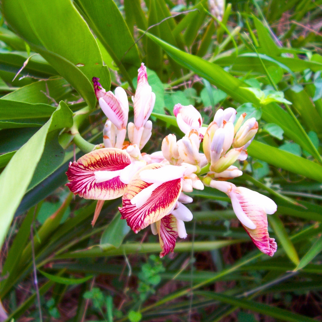 Chittaratha / kulainjan (Alpinia calcarata) Medicinal Live Plant