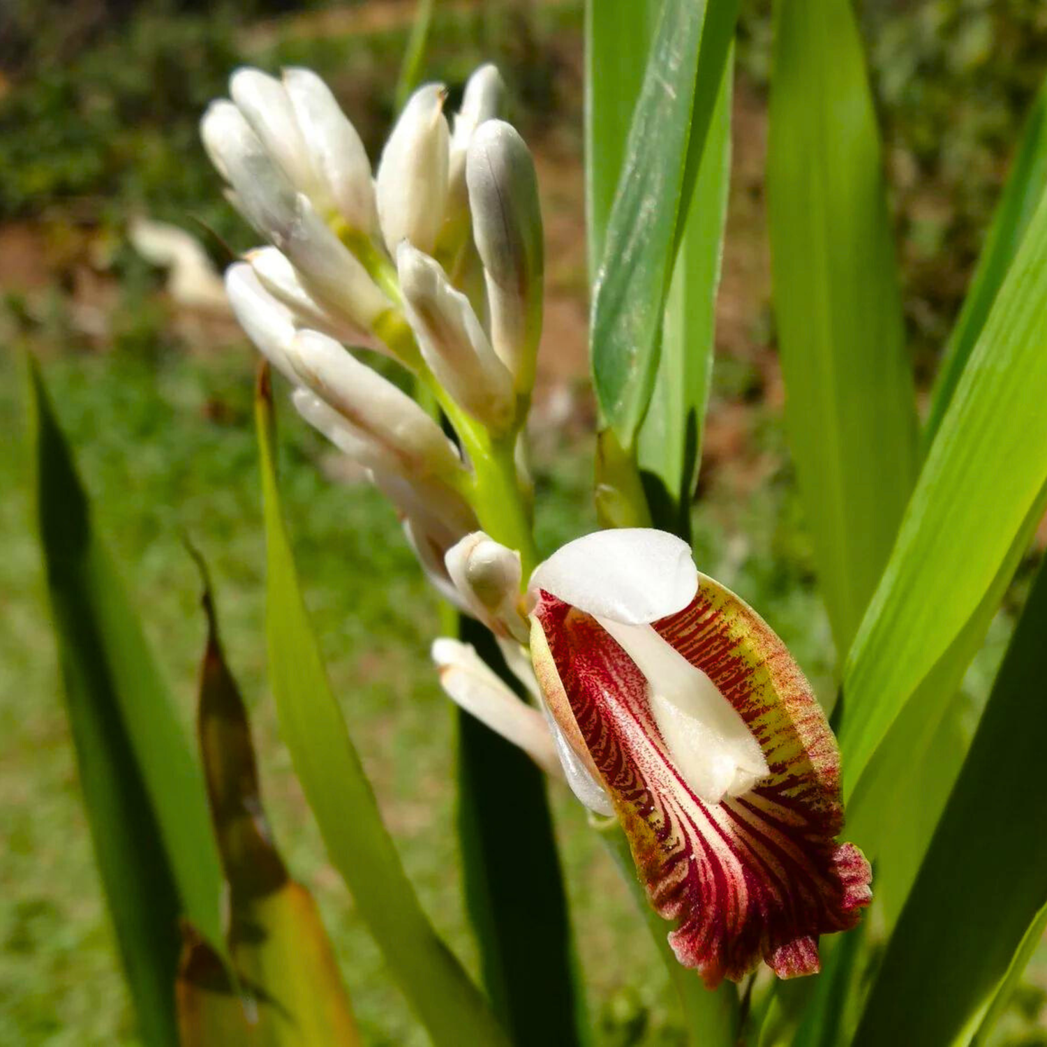 Chittaratha / kulainjan (Alpinia calcarata) Medicinal Live Plant