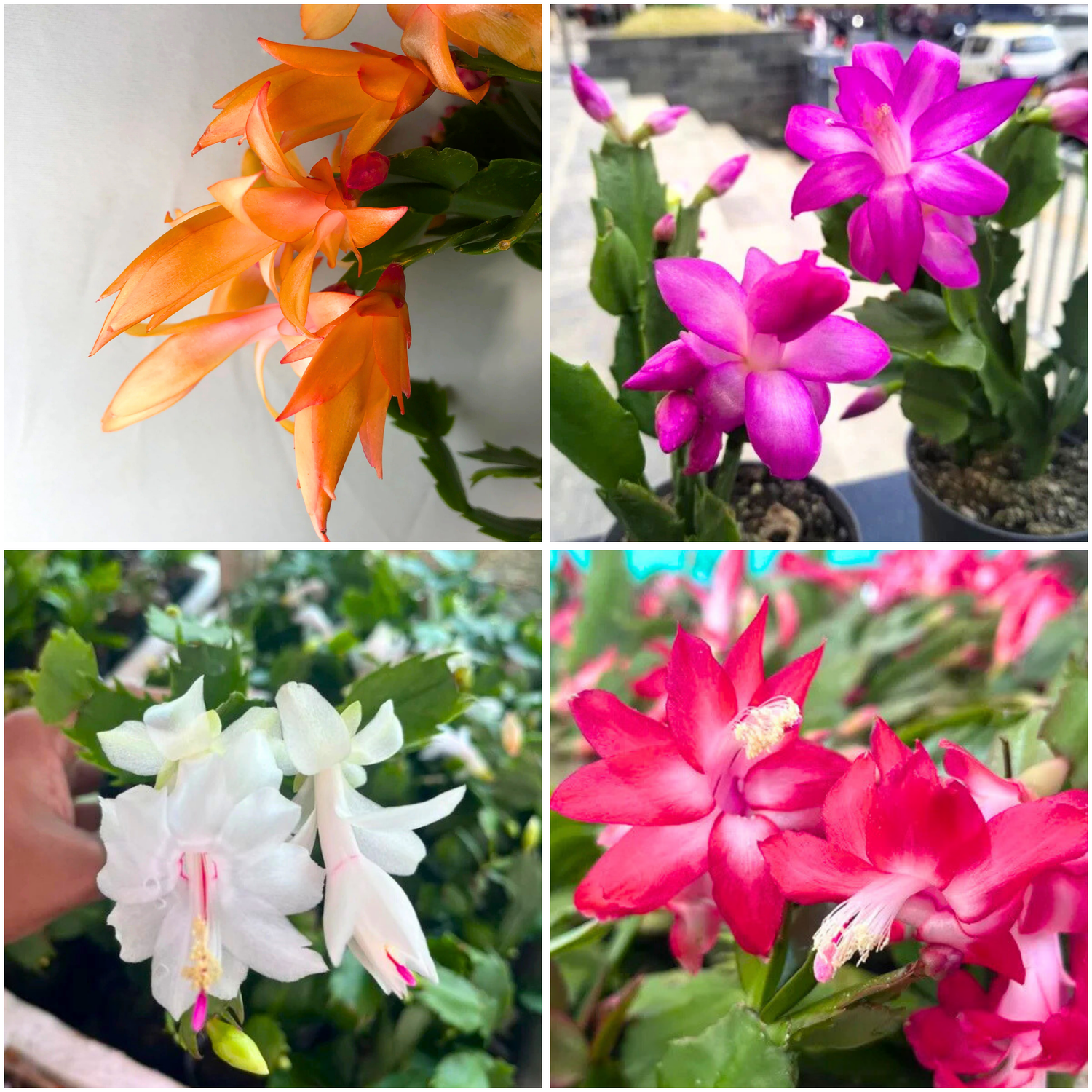 Christmas Cactus 4 Colour Combo