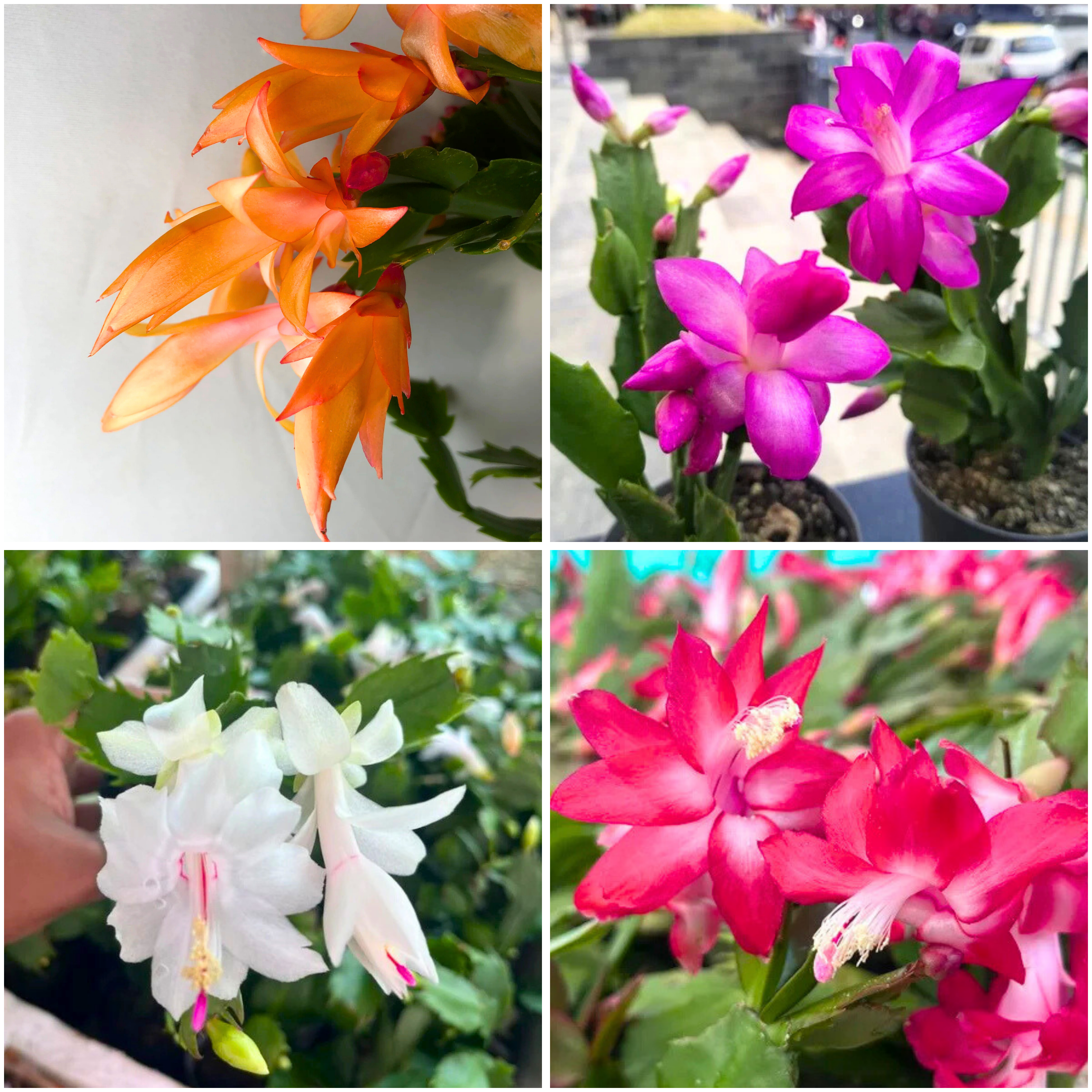 Christmas Cactus 4 Colour Combo