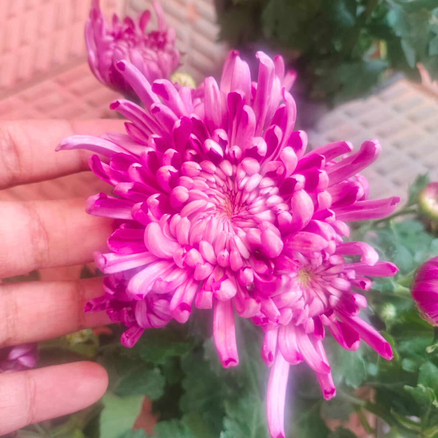 Chrysanthemum Pink Mum Flowering Live Plant