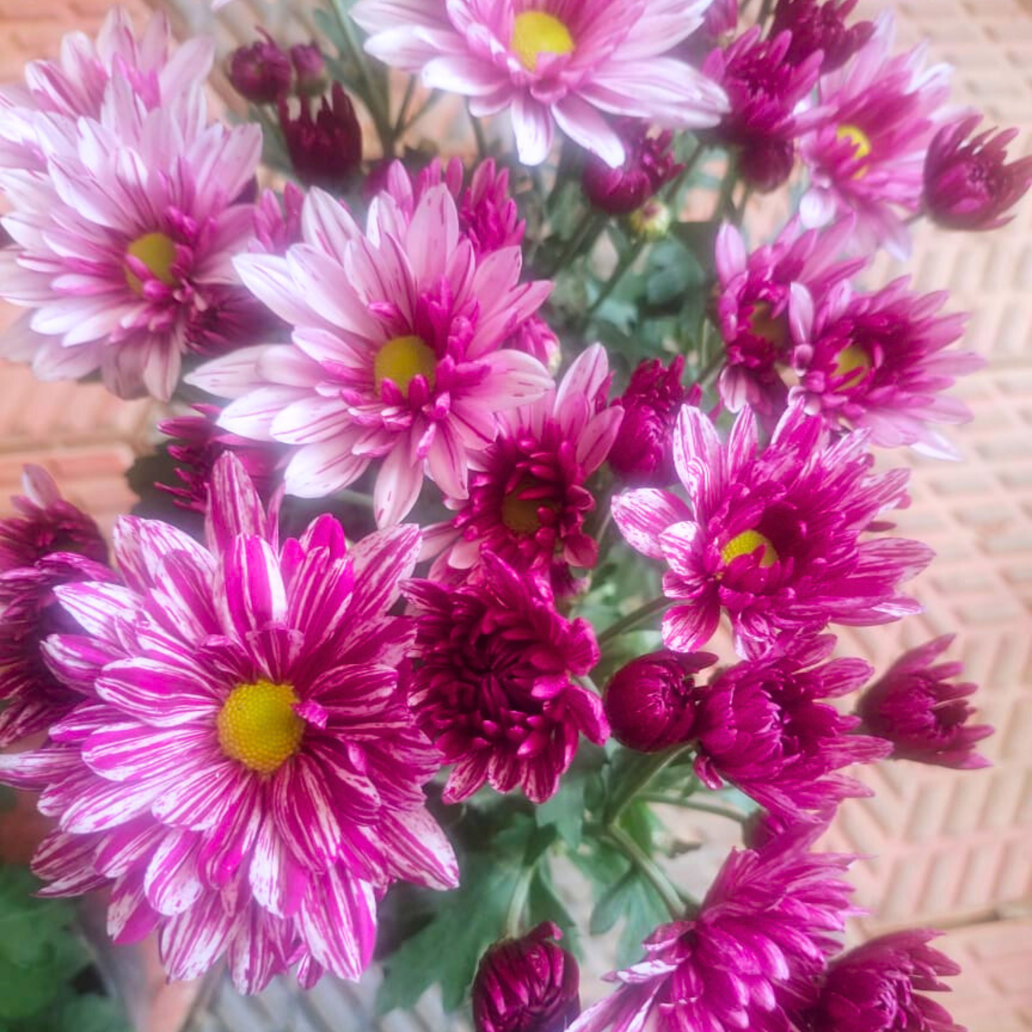 Chrysanthemum Pink Splash Flowering Live Plant