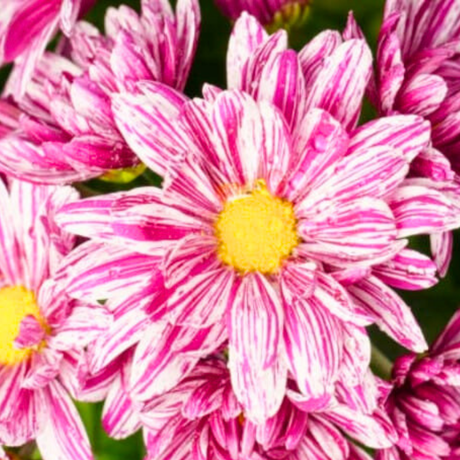 Chrysanthemum Pink Splash Flowering Live Plant