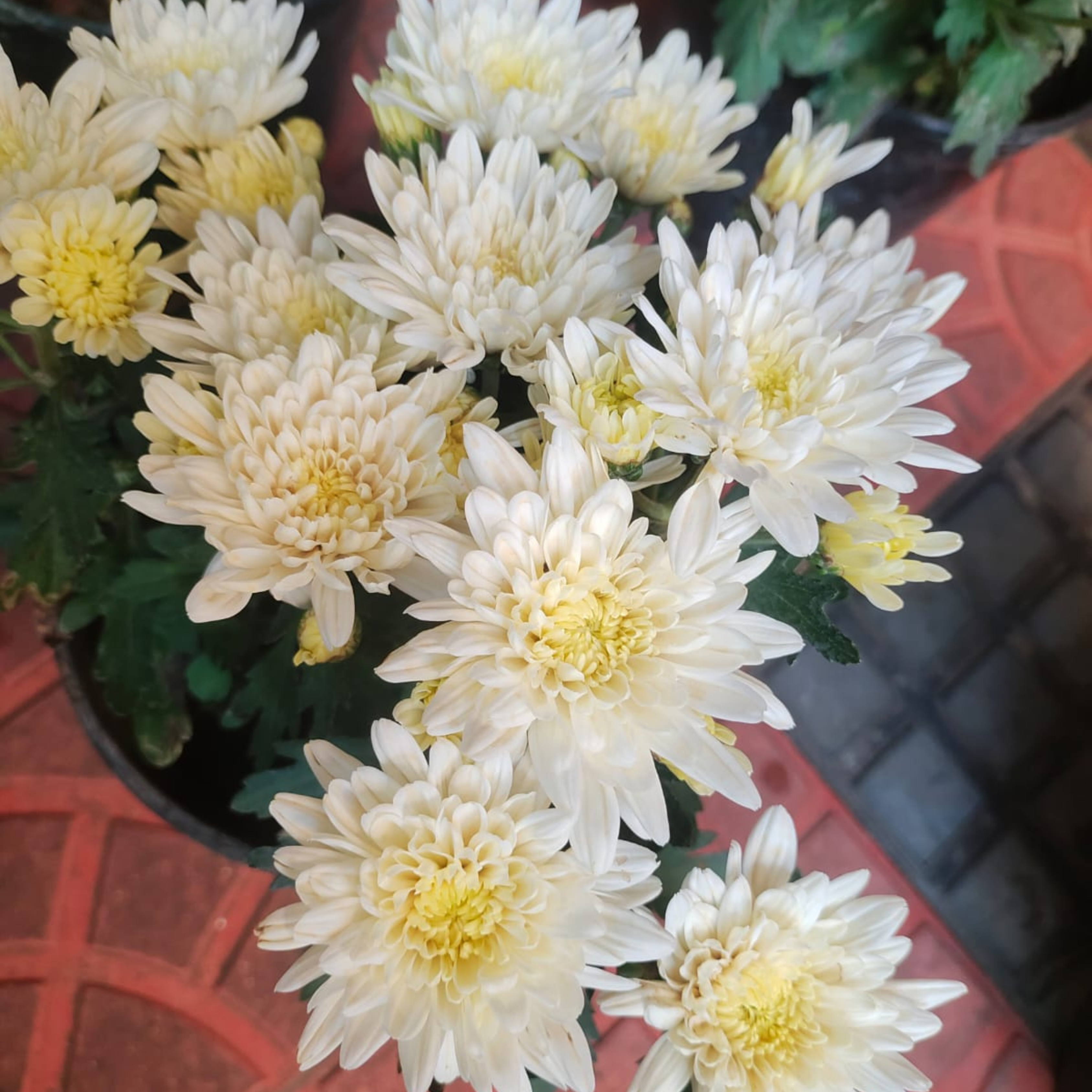 Chrysanthemum White Flowering Live Plant