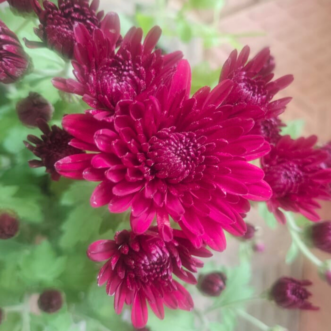 Chrysanthemum Wine Red Flowering Live Plant