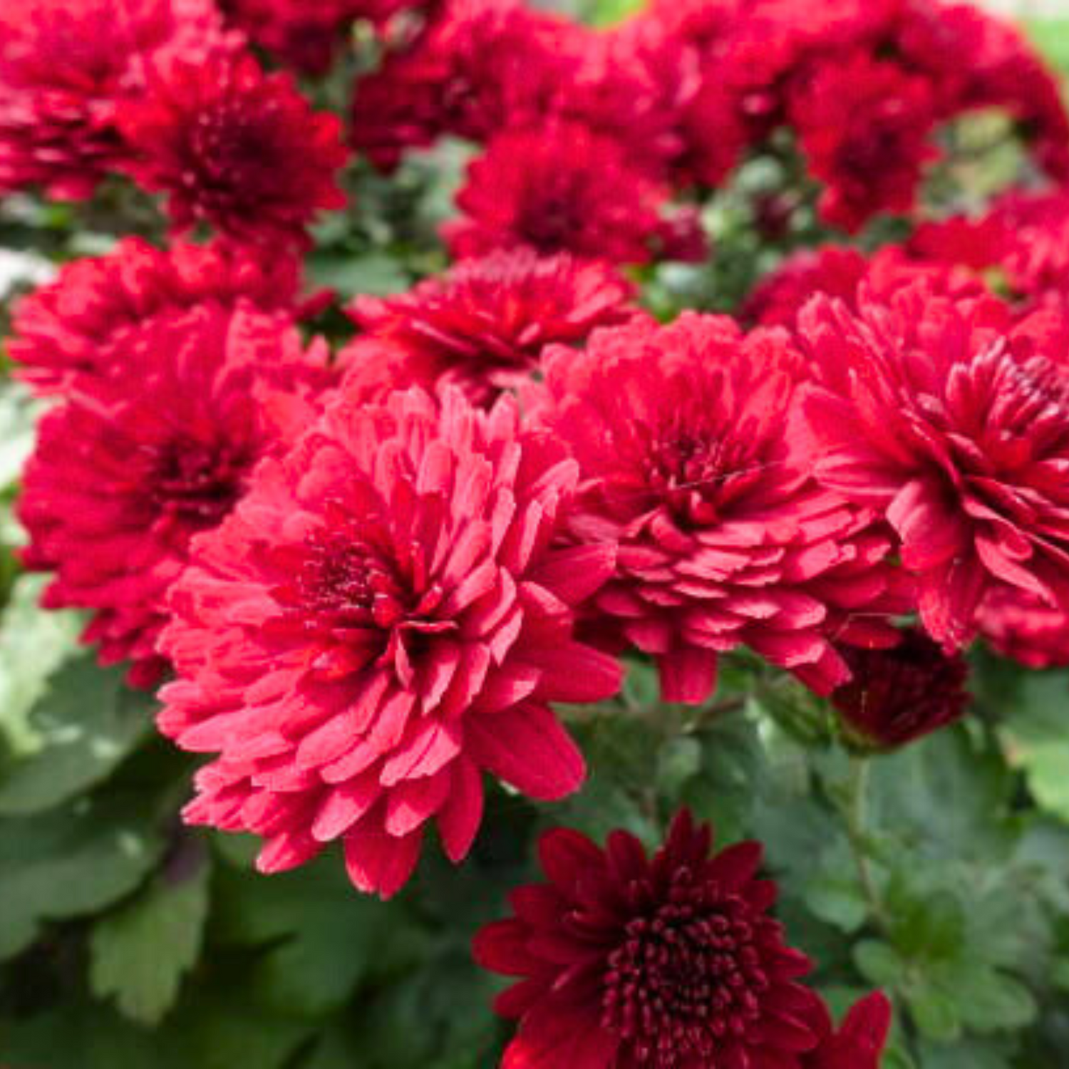 Chrysanthemum Wine Red Flowering Live Plant