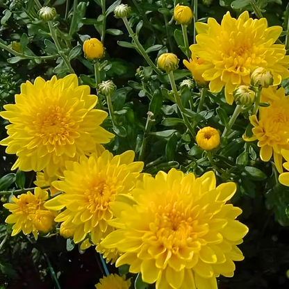 Chrysanthemum Yellow Flowering Live Plant