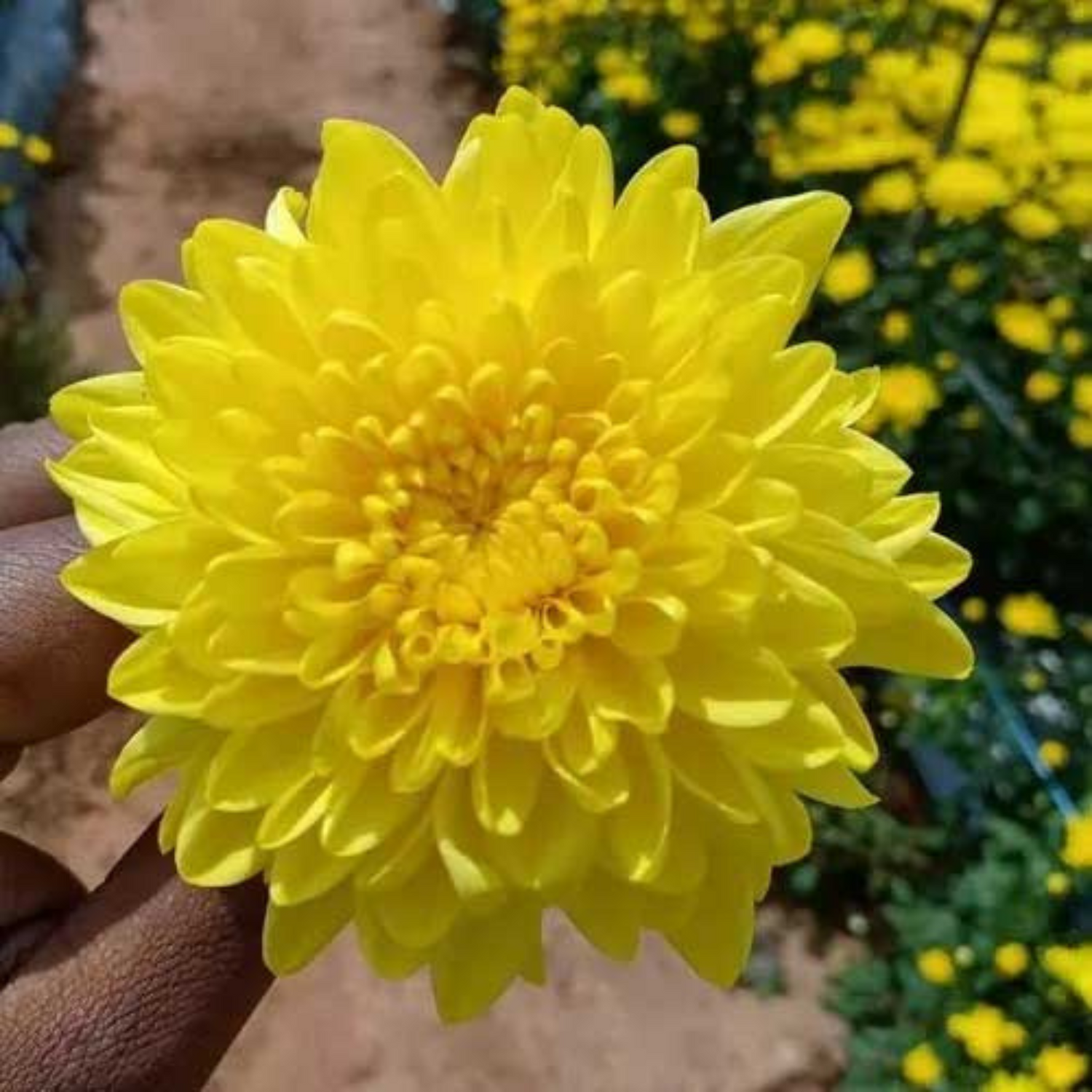 Chrysanthemum Yellow Flowering Live Plant