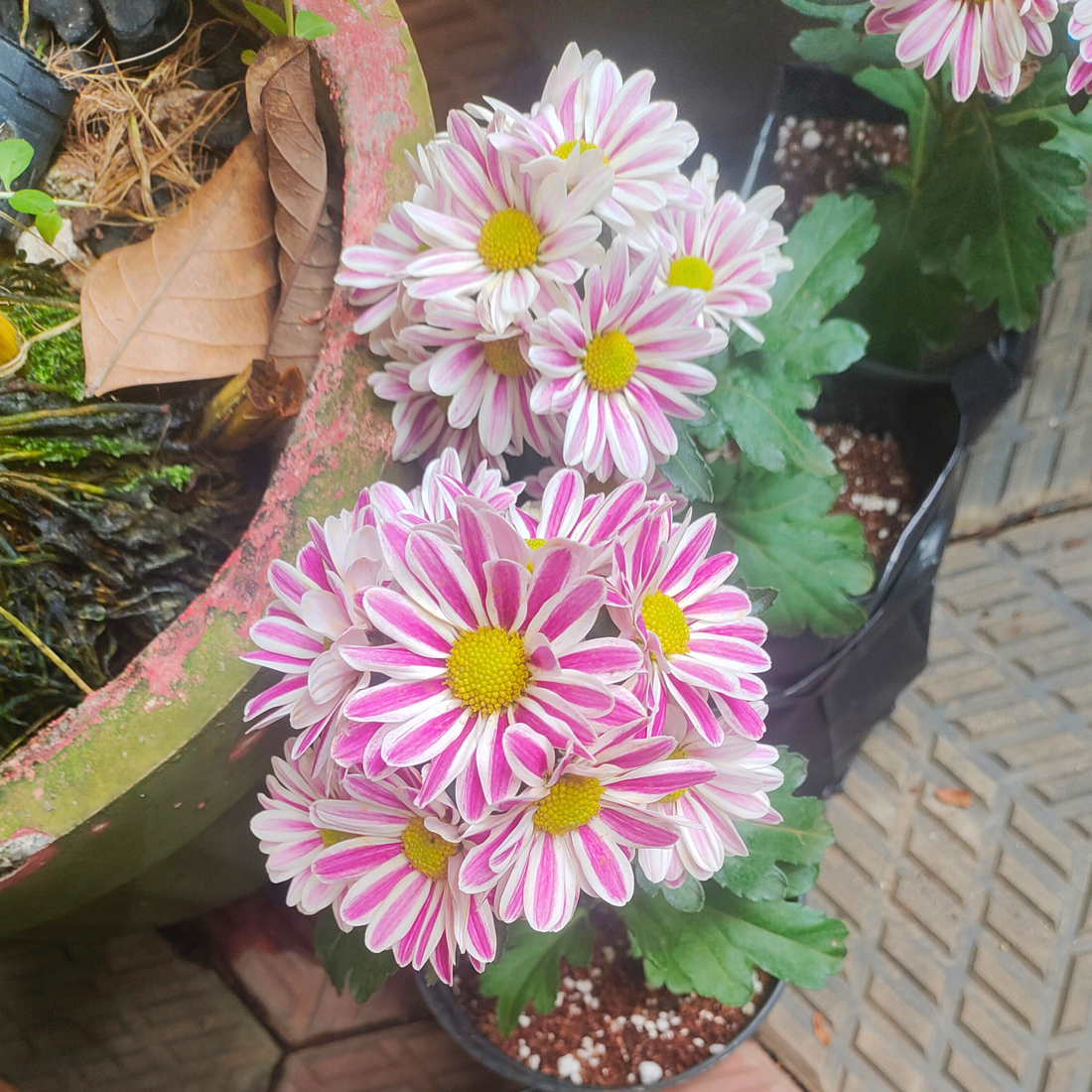 Chrysanthemum indicum Grp Robinho Flowering Live Plant with Flowers