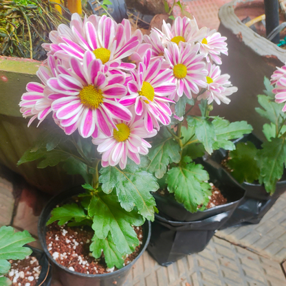 Chrysanthemum indicum Grp Robinho Flowering Live Plant with Flowers