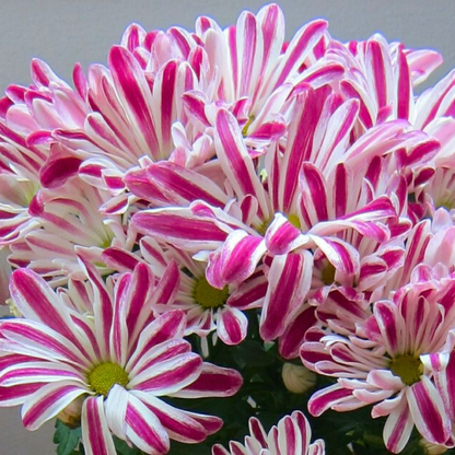 Chrysanthemum indicum Grp Robinho Flowering Live Plant with Flowers