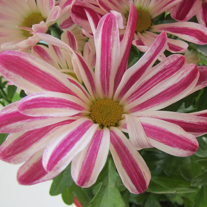 Chrysanthemum indicum Grp Robinho Flowering Live Plant with Flowers