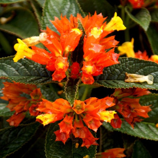 Chrysothemis Pulchella (sunset bells) All Time Flowering Live Plant