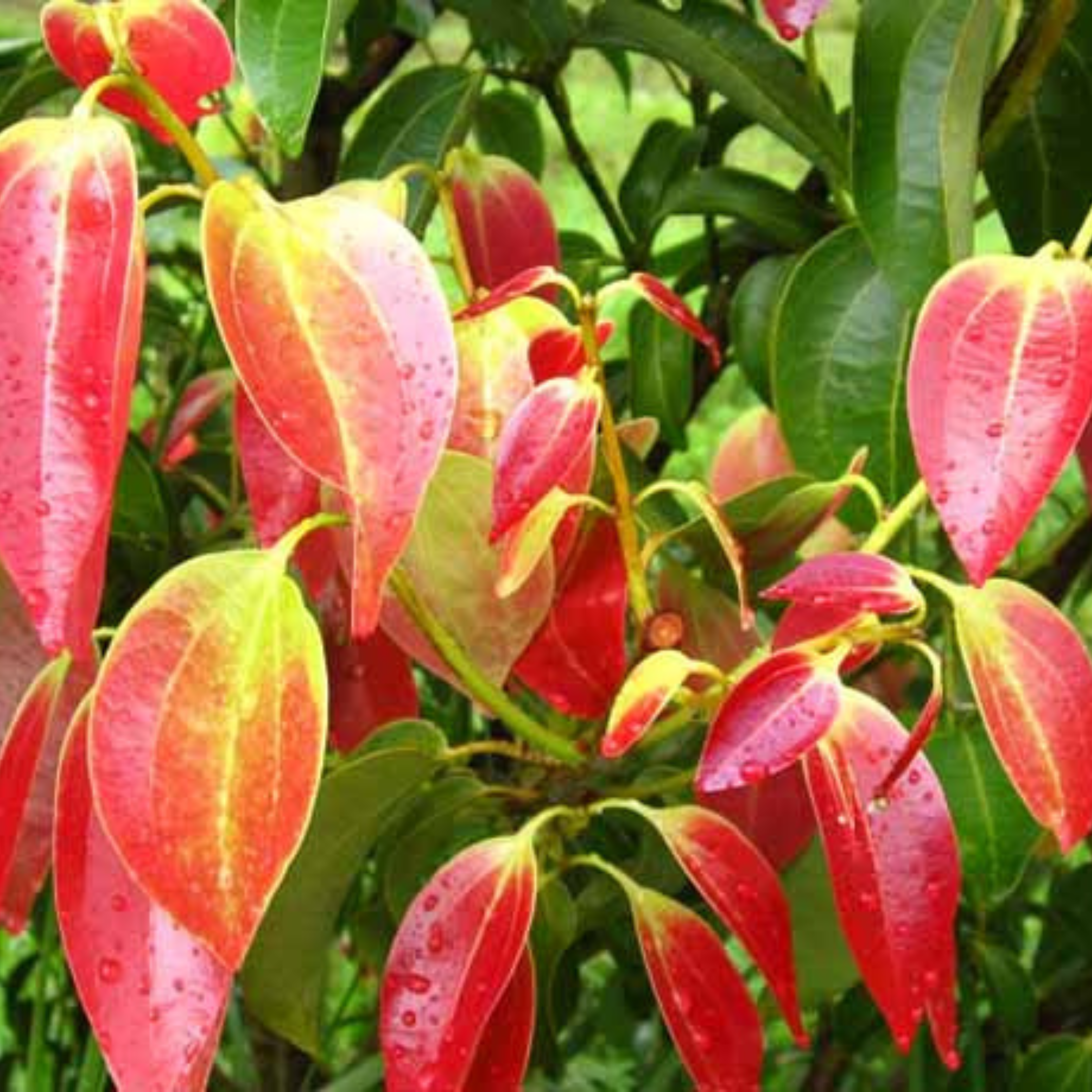 Cinnamon / Karuvapattaa (Cinnamomum verum) Spice Plant