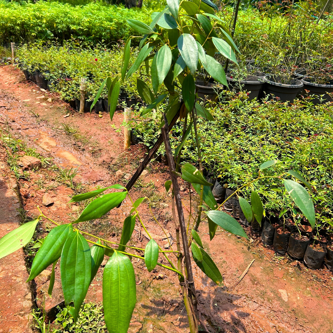 Cinnamon / Karuvapattaa (Cinnamomum verum) Spice Plant