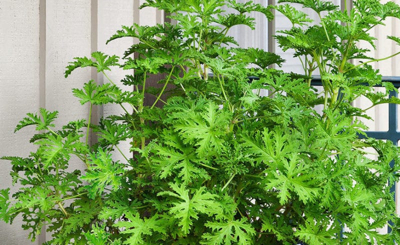 Odomos - Citronella (Pelargoniums) Live Plant