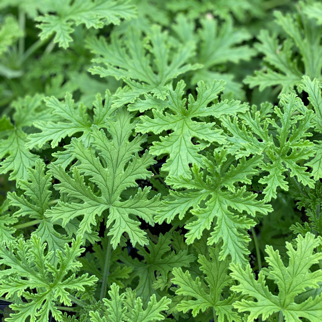 Odomos - Citronella (Pelargoniums) Live Plant