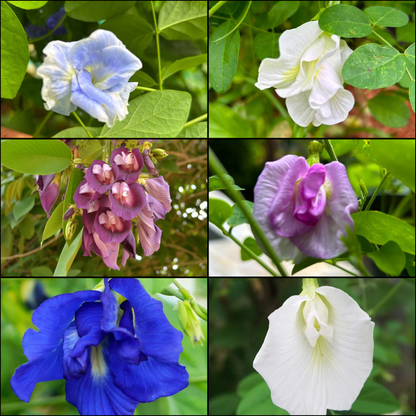 Clitoria Flowering Plants Combo