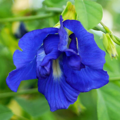 Clitoria Flowering Plants Combo