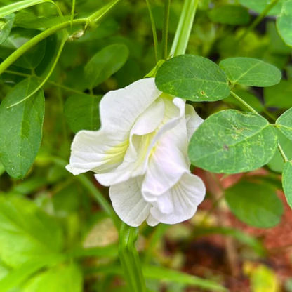 Clitoria Flowering Plants Combo