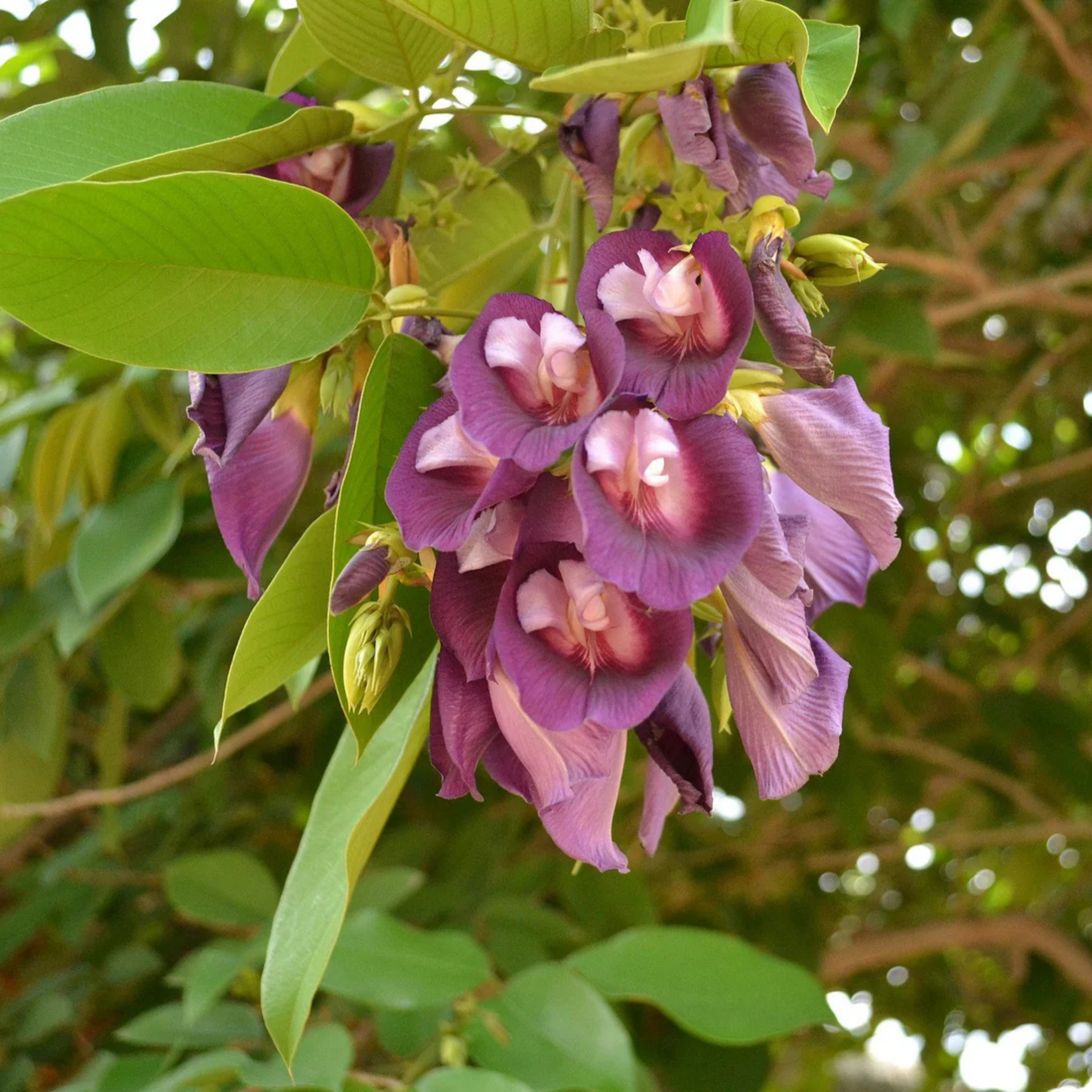 Clitoria Flowering Plants Combo